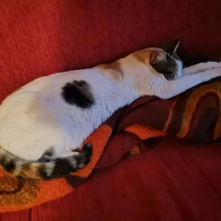 Cats & Blues * Ντουμπρόβνικ