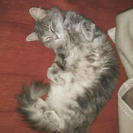 Cats & Blues